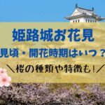 姫路城お花見2024見頃・開花時期はいつ？桜の種類や特徴も！