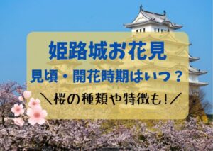 姫路城お花見2023見頃・開花時期はいつ？桜の種類や特徴も！