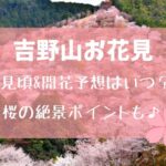 吉野山のお花見2023！見頃・開花時期はいつ？桜の絶景ポイントも！
