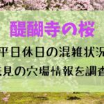 醍醐寺の桜2023！平日休日の混雑状況や花見の穴場情報も調査！
