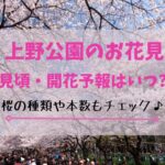 上野公園の花見2023！見頃・開花時期はいつ？桜の見どころも！