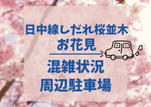 日中線しだれ桜並木花見2024の混雑状況や周辺駐車場！