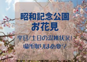 昭和記念公園のお花見2024平日/土日の混雑状況!場所取りは必要？